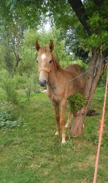 Horse baby for sale 0