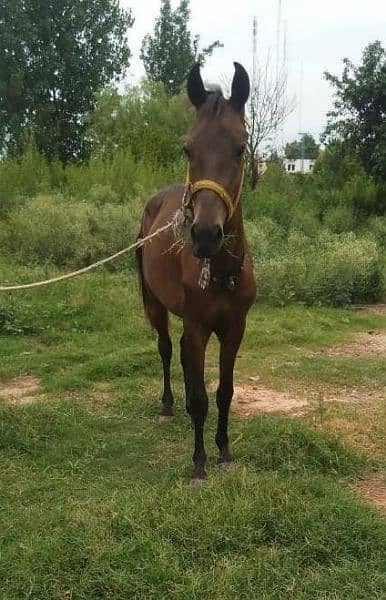 Horse baby for sale 1