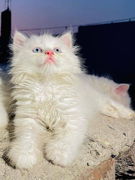 Persian white kitten 0