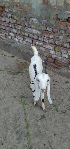 2 goat kids for sale