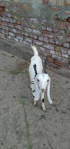 2 goat kids for sale 0