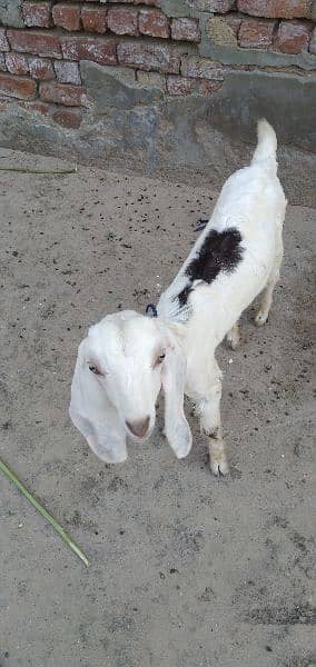 2 goat kids for sale 1