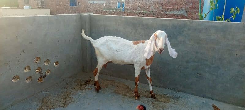 Rajan Pori Abluk Bakri Full Heavy gar Ki Charo Bakri 1