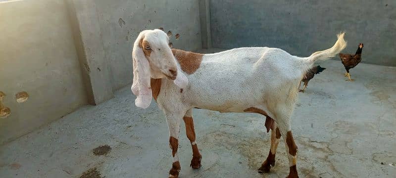 Rajan Pori Abluk Bakri Full Heavy gar Ki Charo Bakri 2