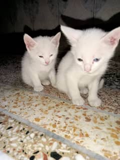 Male or Female Persian turkish angora kittens age: 3 months