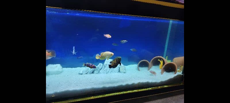 Aquarium TV Console 1