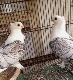 Sentient pairs for sale, price or video k liay whatsapp