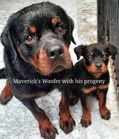 Pedigree Rottweiler Pick of the litter Male puppy  | Rottweiler