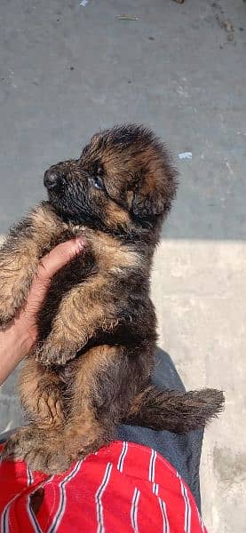 German Shepherd Male Pup 1