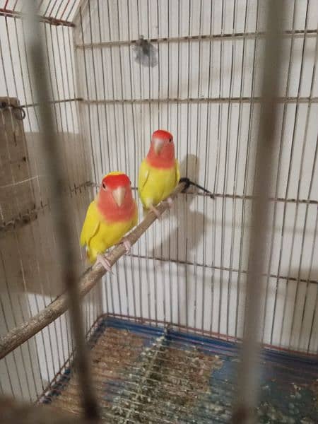 Common lutino Breeder pair 0