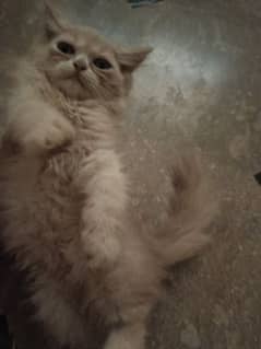 Persian female kitten