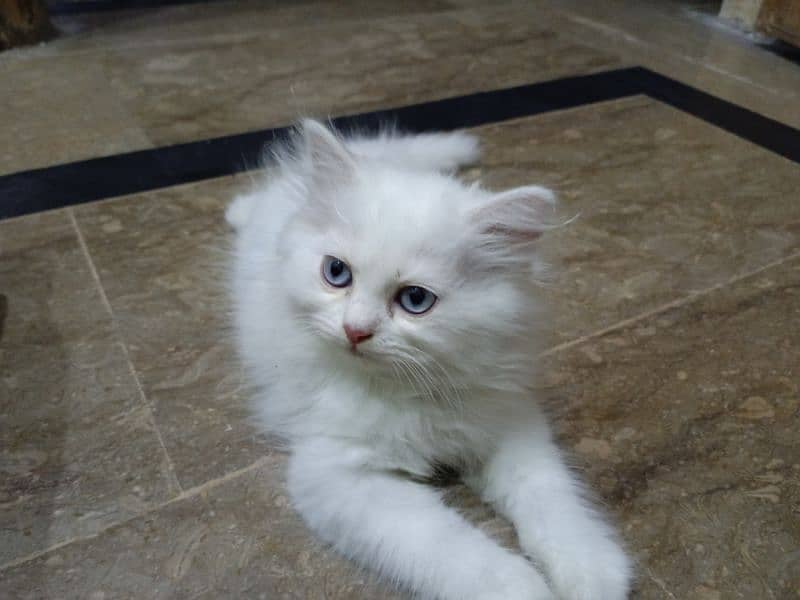 Persian female kitten 0
