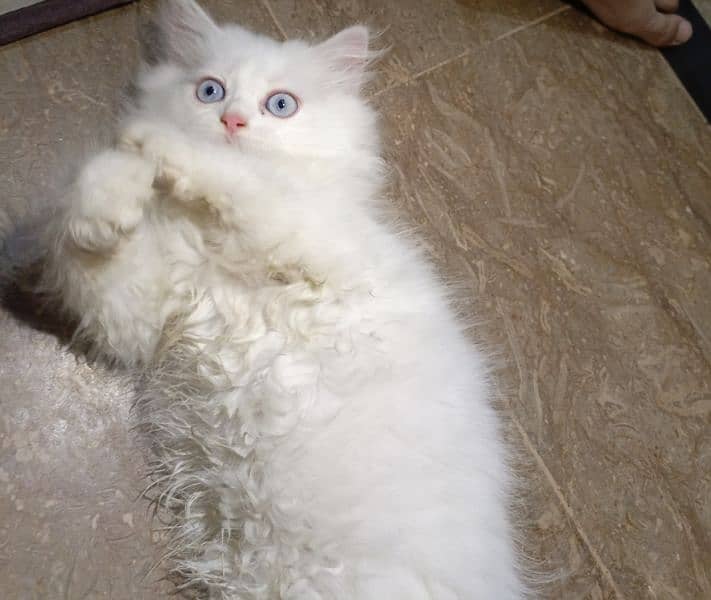 Persian female kitten 1