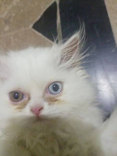 Persian female kitten 3