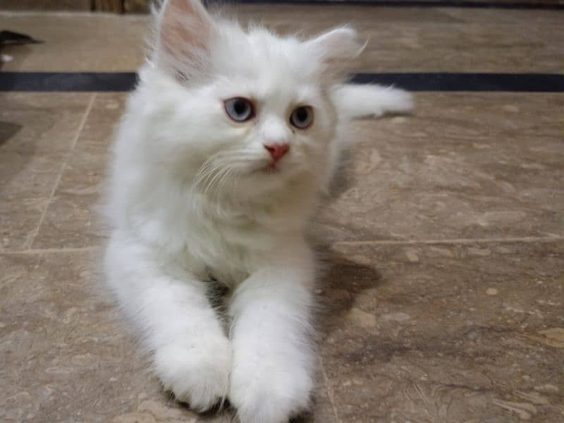 Persian female kitten 5