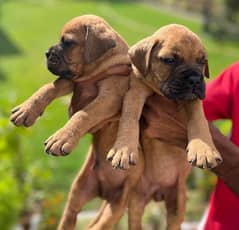 Bull Mastiff puppies available for sale