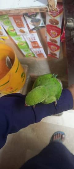 green ringneck chick