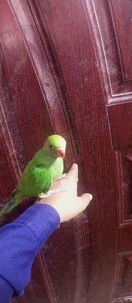 green ringneck chick 2