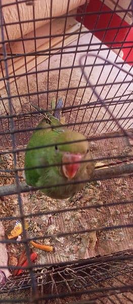 green ringneck chick 4