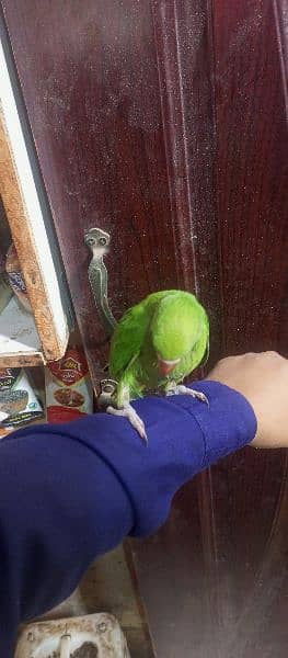 green ringneck chick 5