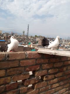 Lucky pigeon pairs forsale