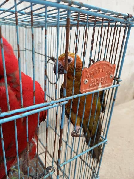 Sun conure 0