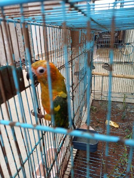 Sun conure 1