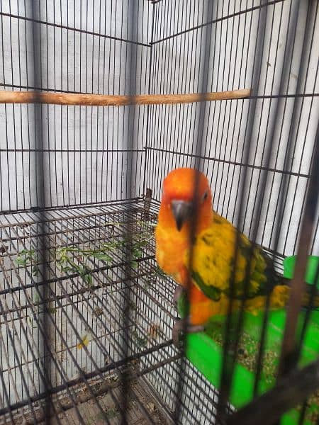 Sun conure 2