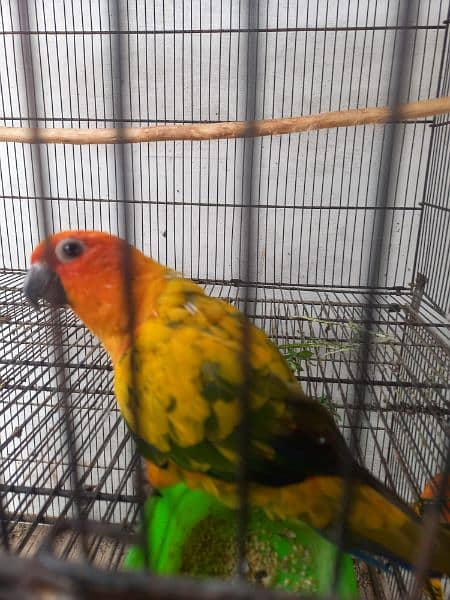 Sun conure 3