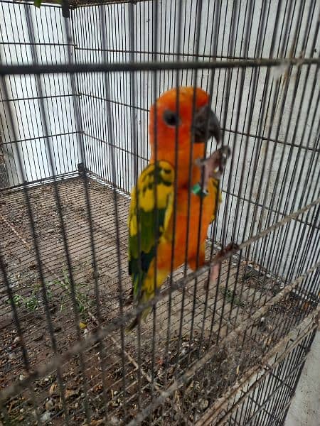 Sun conure 4