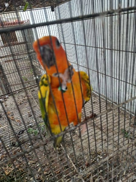 Sun conure 5