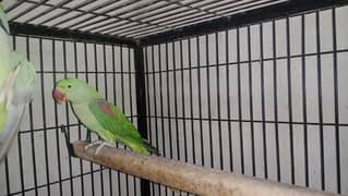 Raw Parrot Pair Available
