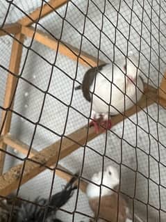 pigeon breeder pair 2 1 baby sath cage