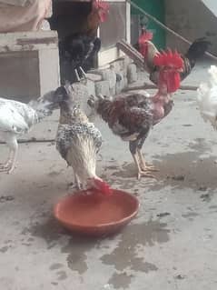Golden misri rooster for sale .