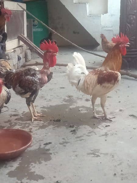 Golden misri rooster for sale . 1