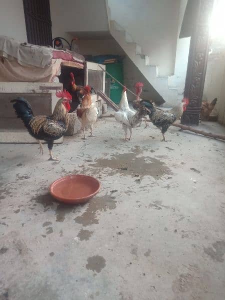 Golden misri rooster for sale . 2