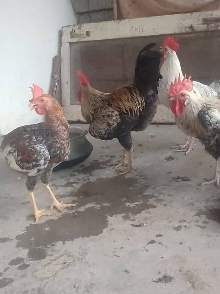 Golden misri rooster for sale . 3