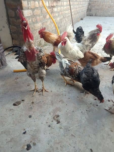 Golden misri rooster for sale . 4
