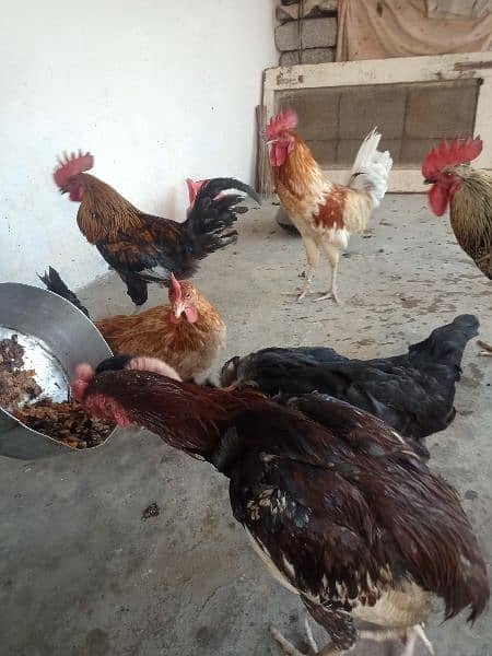 Golden misri rooster for sale . 5