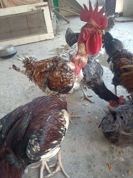 Golden misri rooster for sale . 6