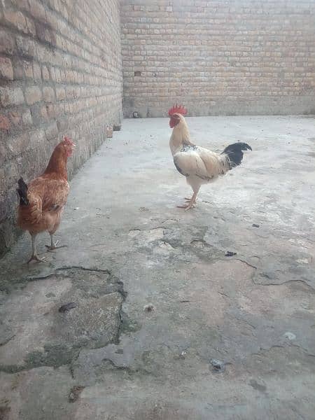 Golden misri rooster for sale . 7