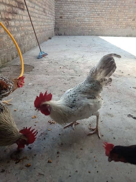 Golden misri rooster for sale . 8