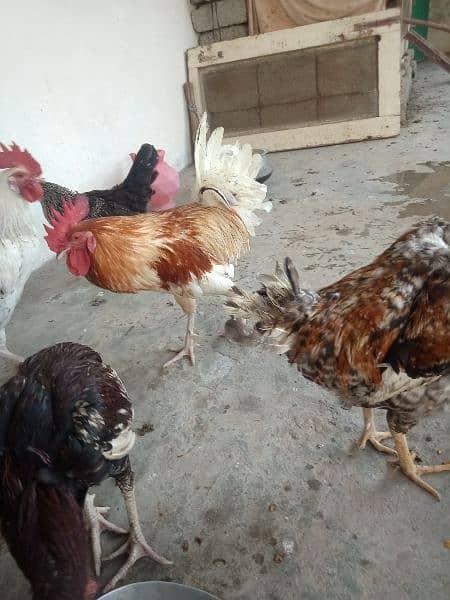 Golden misri rooster for sale . 9