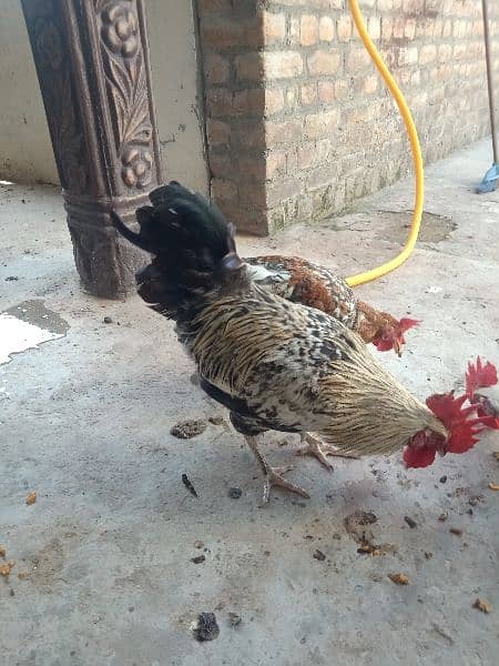 Golden misri rooster for sale . 10