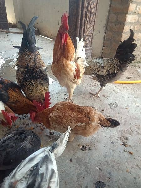 Golden misri rooster for sale . 11