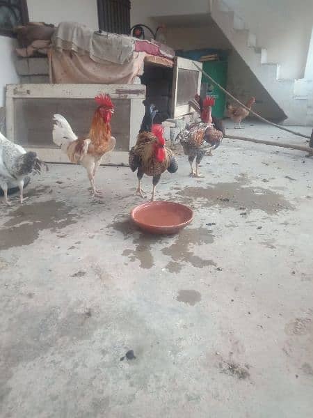Golden misri rooster for sale . 12