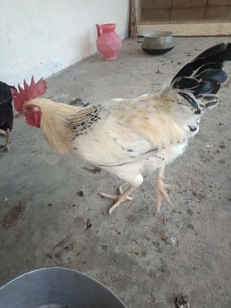 Golden misri rooster for sale . 13