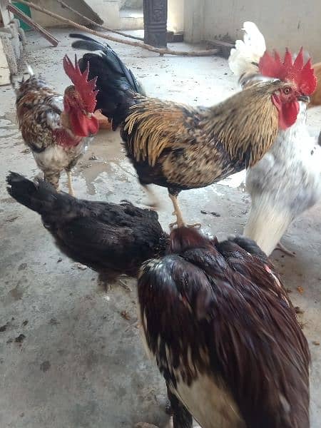 Golden misri rooster for sale . 14