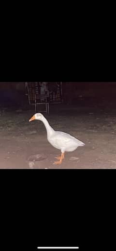 female duck for sale 0