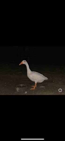 female duck for sale 1